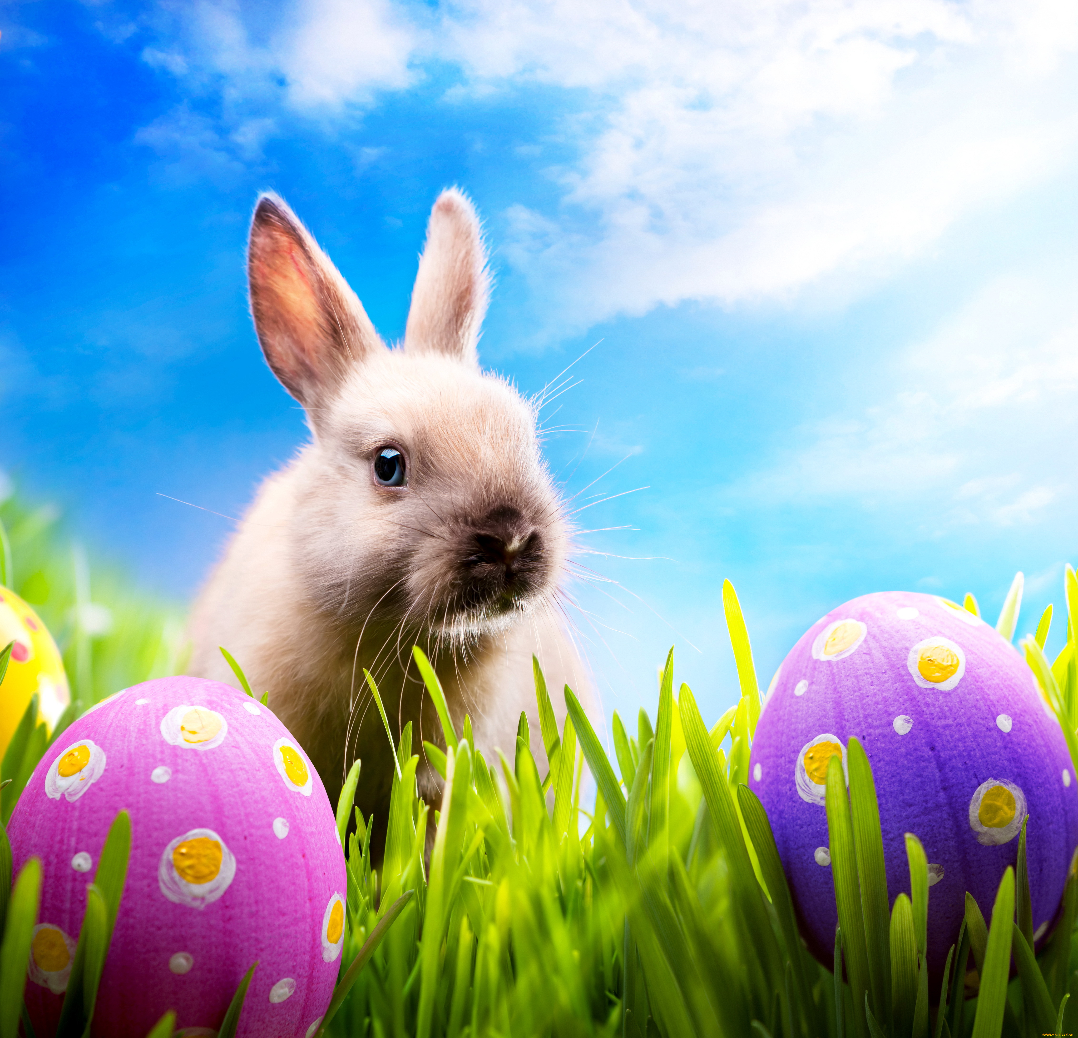 , ,  , , easter, spring, , sunshine, rabbit, eggs, meadow, bunny, grass, , , , , blue, sky